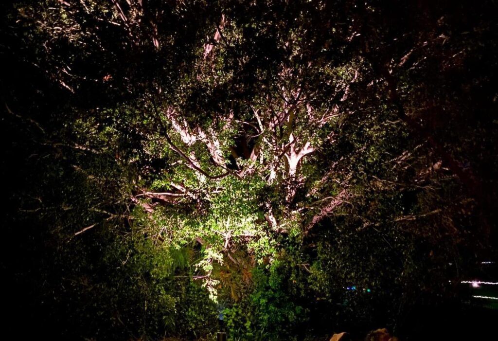 tree lighting kalms electrical caboolture electrician